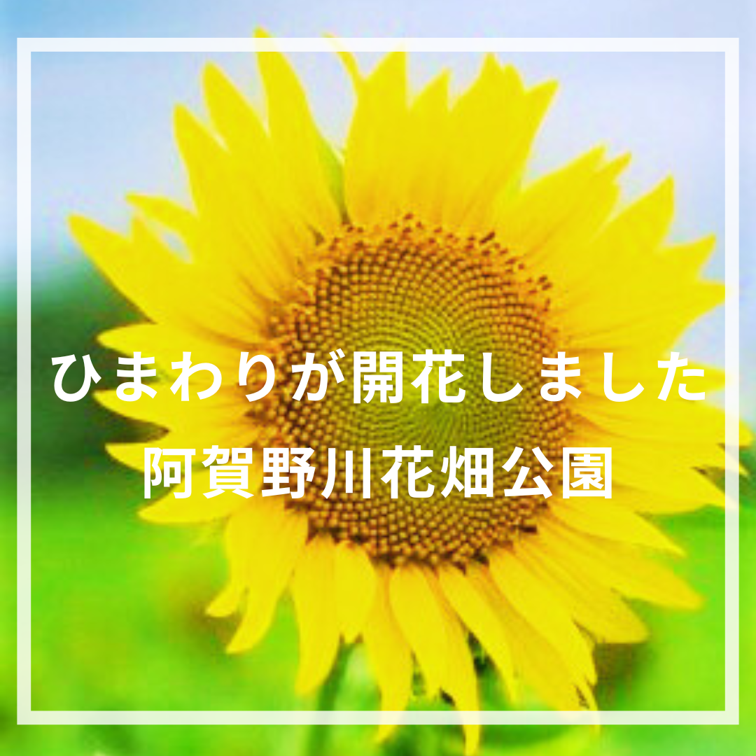 ひまわりが開花しました2025