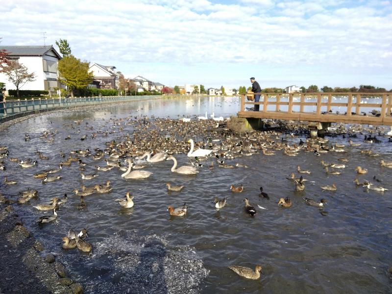 R071106白鳥おじさんとオオハクチョウの親子-01