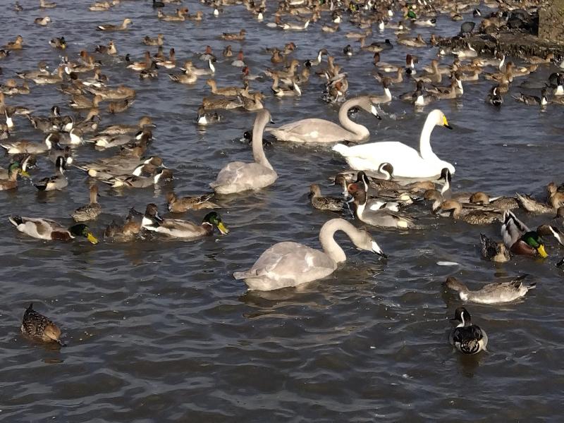 R071106白鳥おじさんとオオハクチョウの親子-03