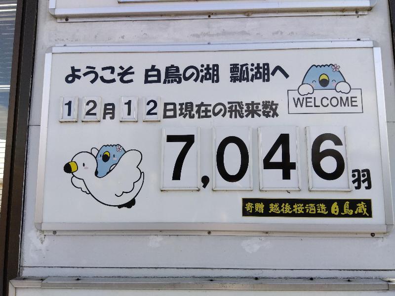 R071212瓢湖白鳥飛来数