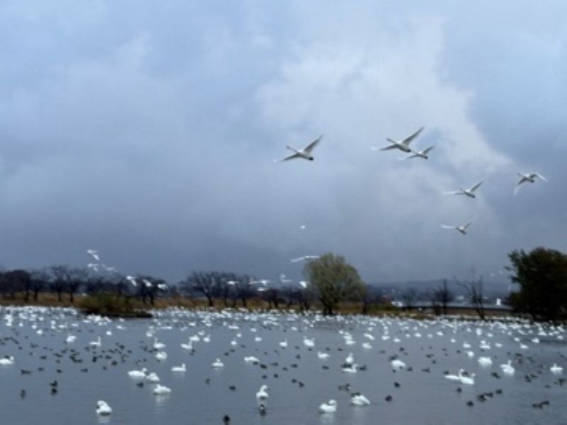 R071128瓢湖白鳥-02
