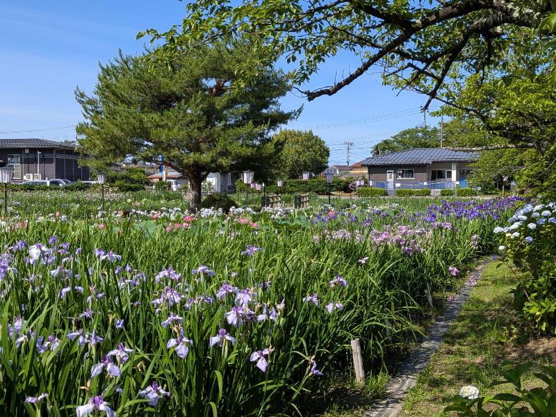 R080624あやめ園-03