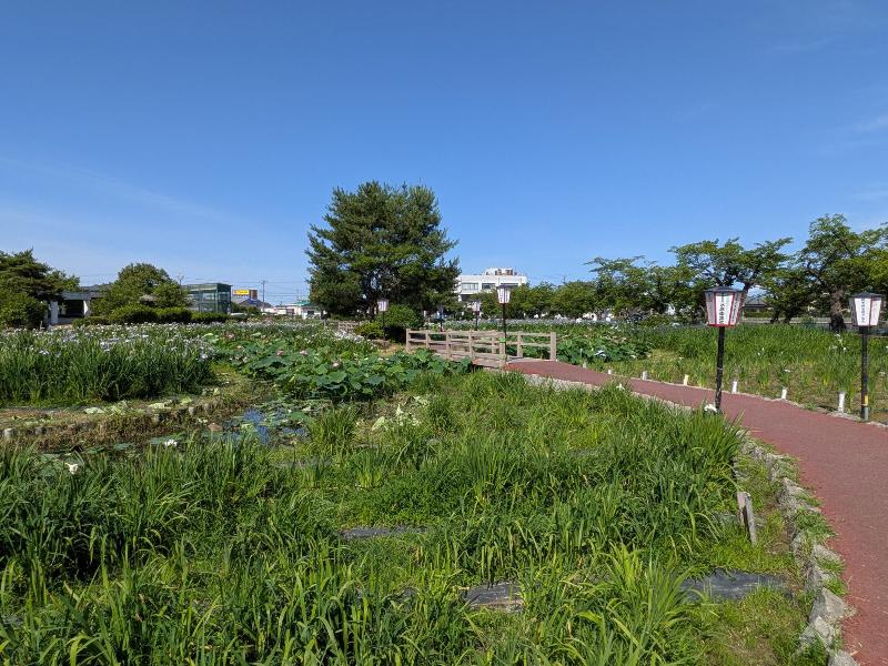 R080624あやめ園-02