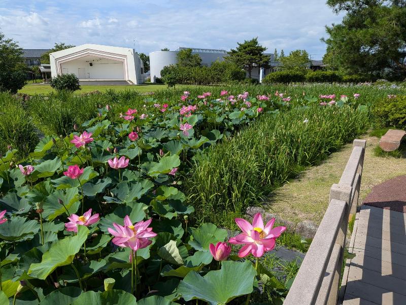 R80708あやめ園ハス-01