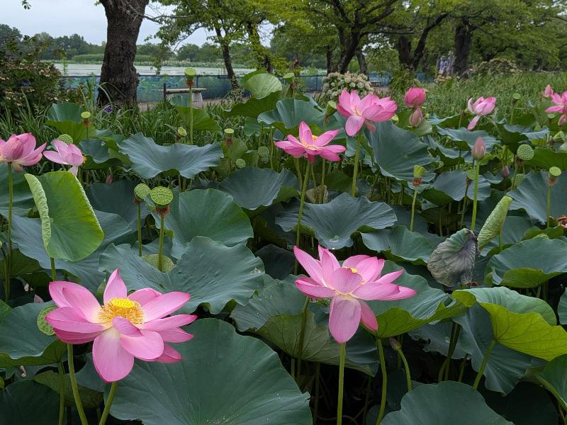 R80717あやめ園ハス-03