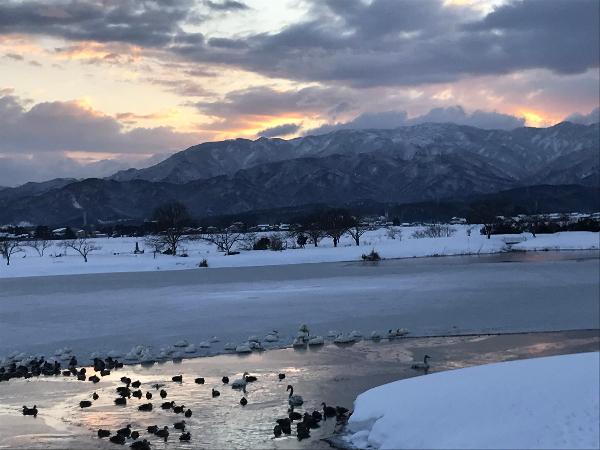 瓢湖写真 2月5日 その1