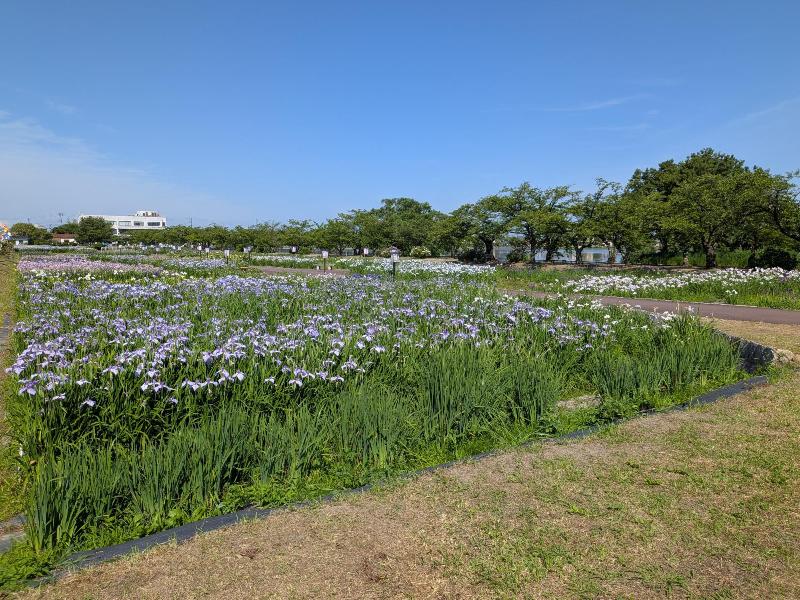 R80616あやめ園-07