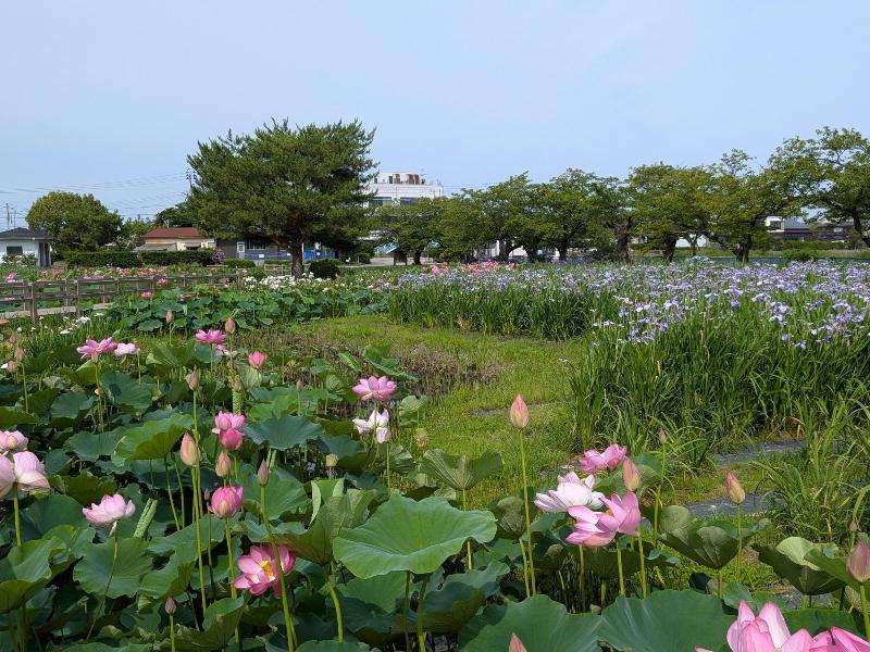 R80701あやめ園-01