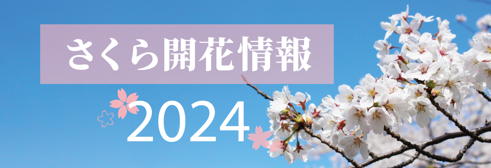 さくら開花情報2024 晴れた青空に桜が映える写真