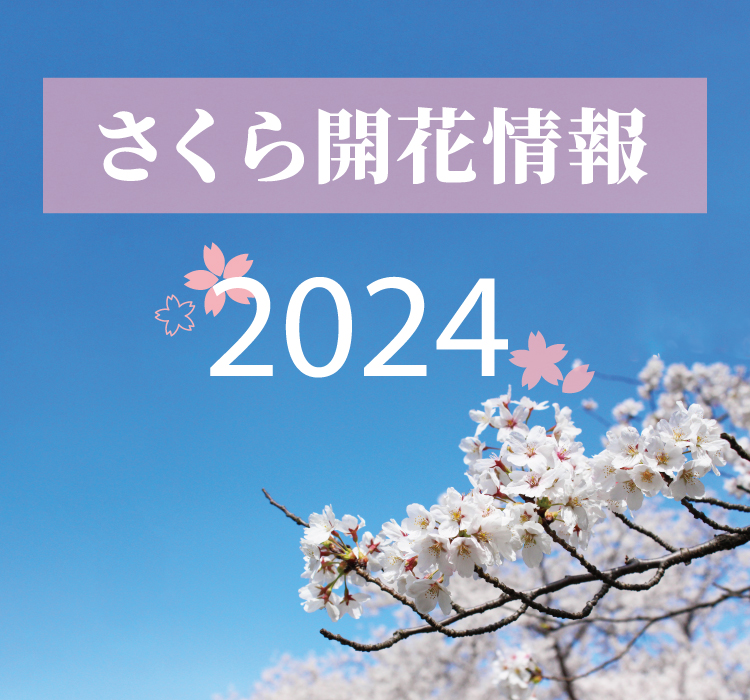 2024さくらの開花情報 青空に桜が映える写真