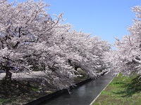 安田町