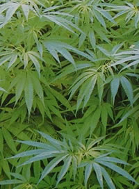 緑の葉っぱがたくさんついている大麻の写真