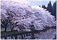 久保堤の桜がきれいに咲いている写真