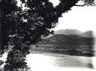 木の枝の向こうに写る湖の写真