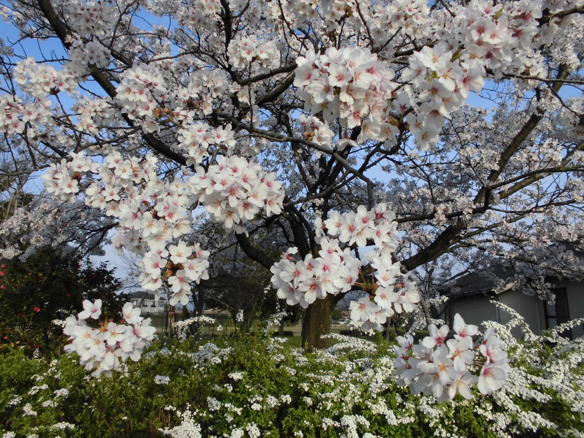 桜の写真