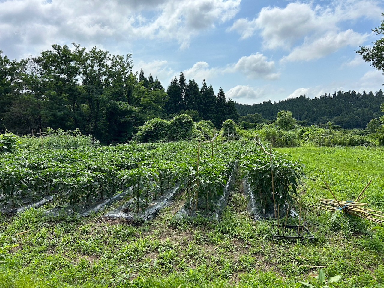令和6年度さつまいもオーナー体験作業の様子