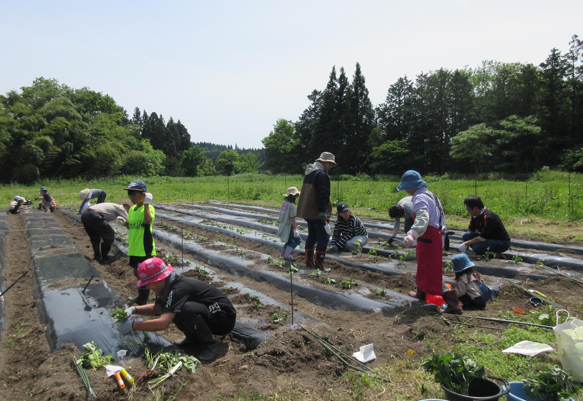 令和6年度さつまいもオーナー体験作業の様子