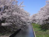 用水路沿いの満開の桜並木の写真