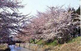 用水路の両岸のソメイヨシノの花が満開で咲いている写真