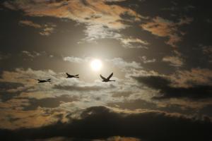 瓢湖の白鳥が、朝陽を浴びて天高く空に舞う様子をとらえています。一日の始まりを感じさせる美しい写真です。