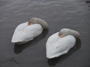 瓢湖で羽を休める2羽の白鳥が、長い首を自分の背中にうずめています。テーマのねむいよ～がぴったりの作品です。