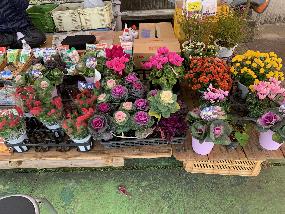 市川種苗店のきれいなお花の苗の写真です