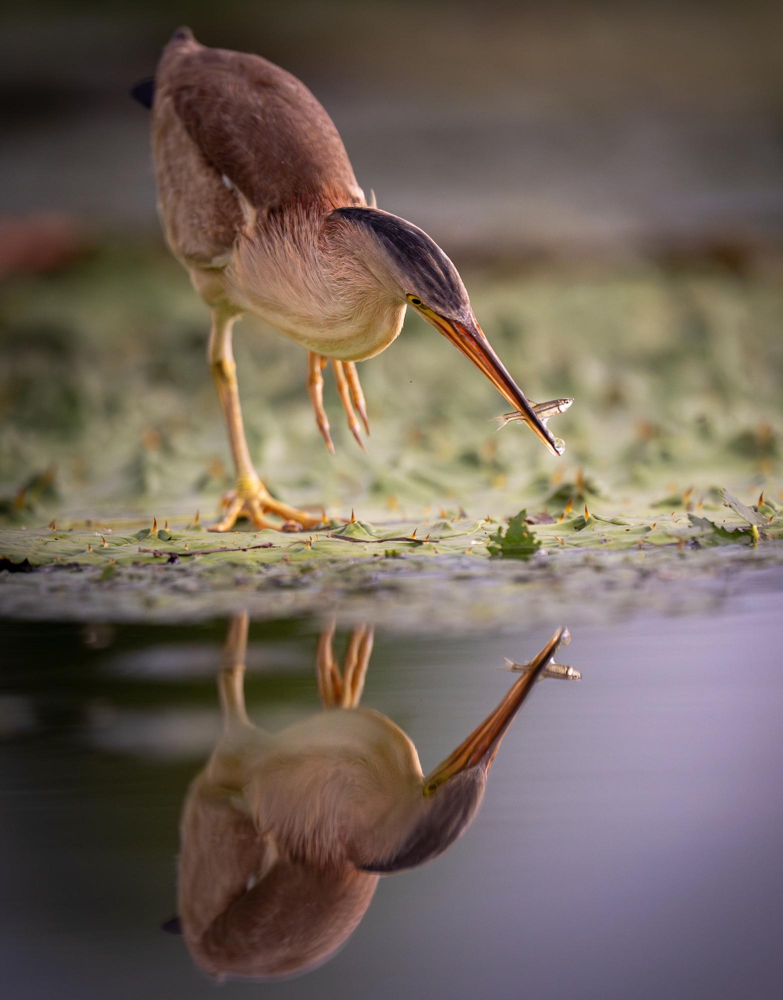 最優秀賞「水鏡のハンター」