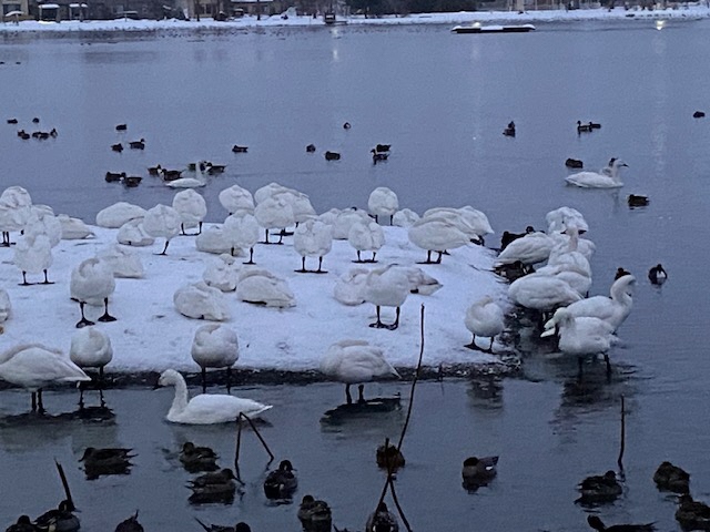 瓢湖ハクチョウ20250117-1