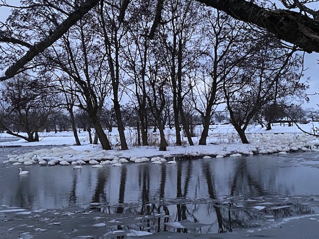瓢湖ハクチョウ20250117-2