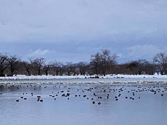 瓢湖ハクチョウ20250117-3