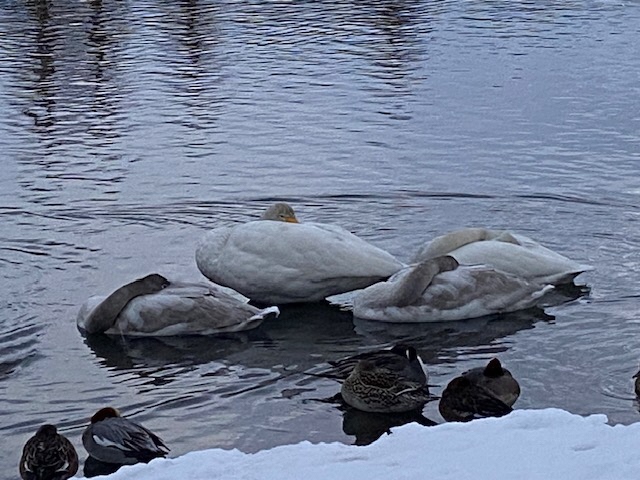 瓢湖ハクチョウ20250117-4