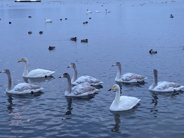 瓢湖ハクチョウ20250117-5