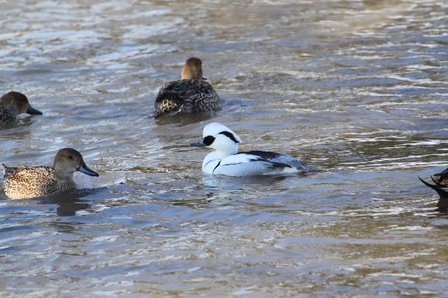 瓢湖ミコアイサ