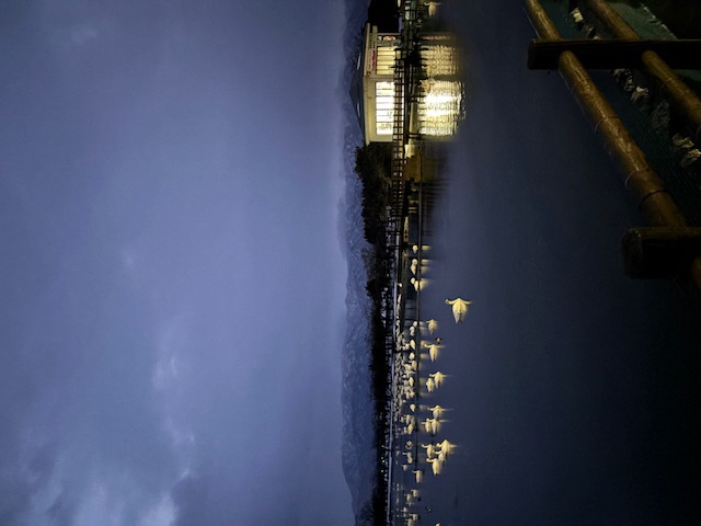 瓢湖ハクチョウ20250124-1