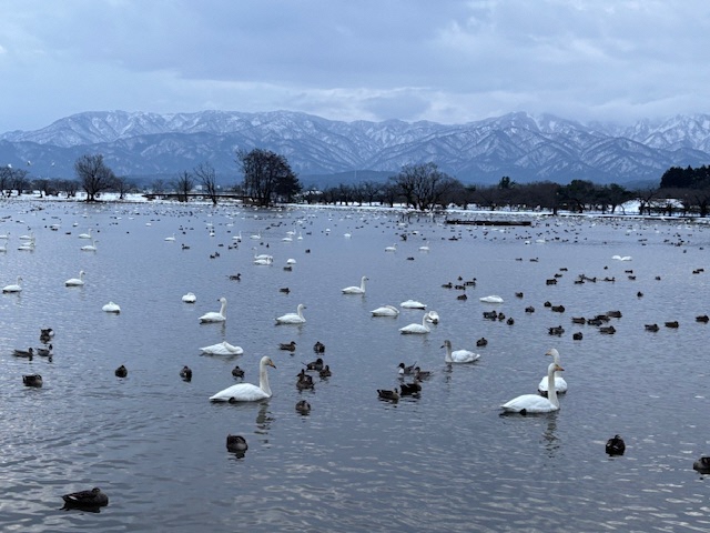令和7年1月の白鳥の渡来状況／阿賀野市