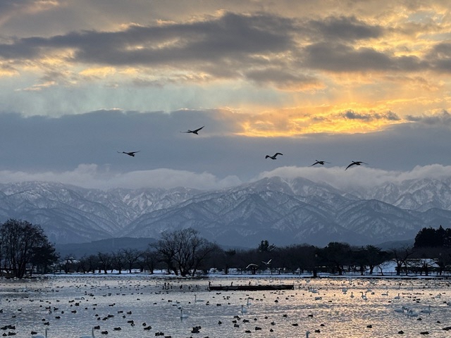 瓢湖ハクチョウ20250124-5