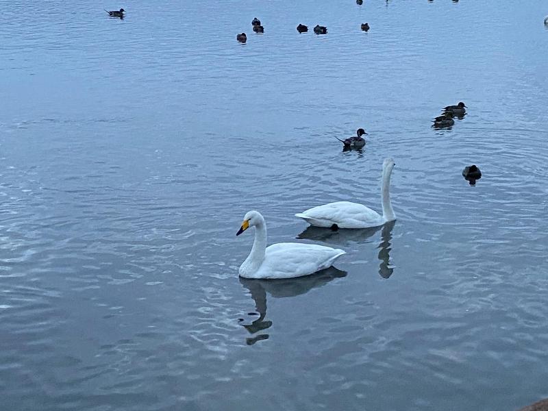 瓢湖ハクチョウ20240126-3