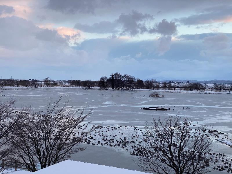 瓢湖ハクチョウ20250131-1