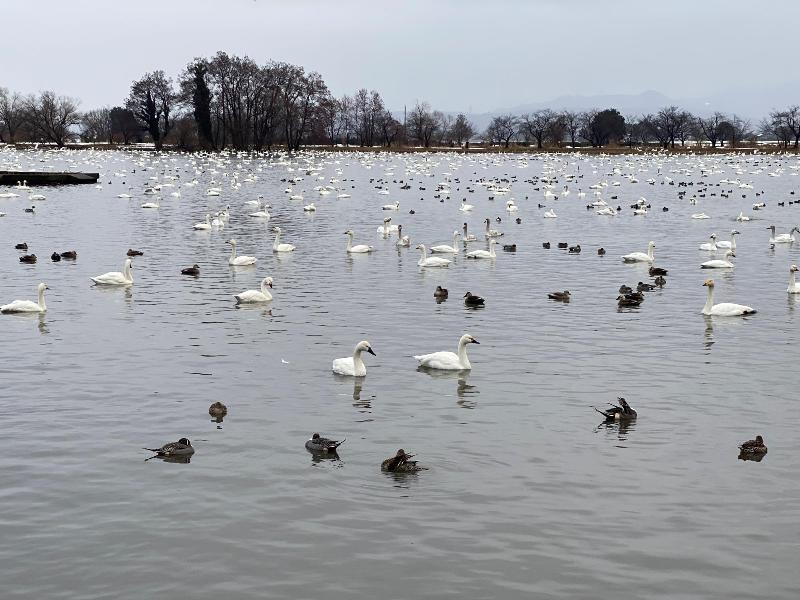 瓢湖ハクチョウ20250131-6