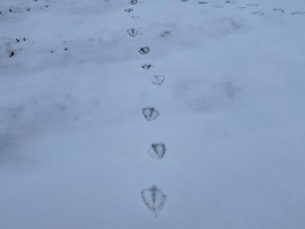 瓢湖　園路　0217