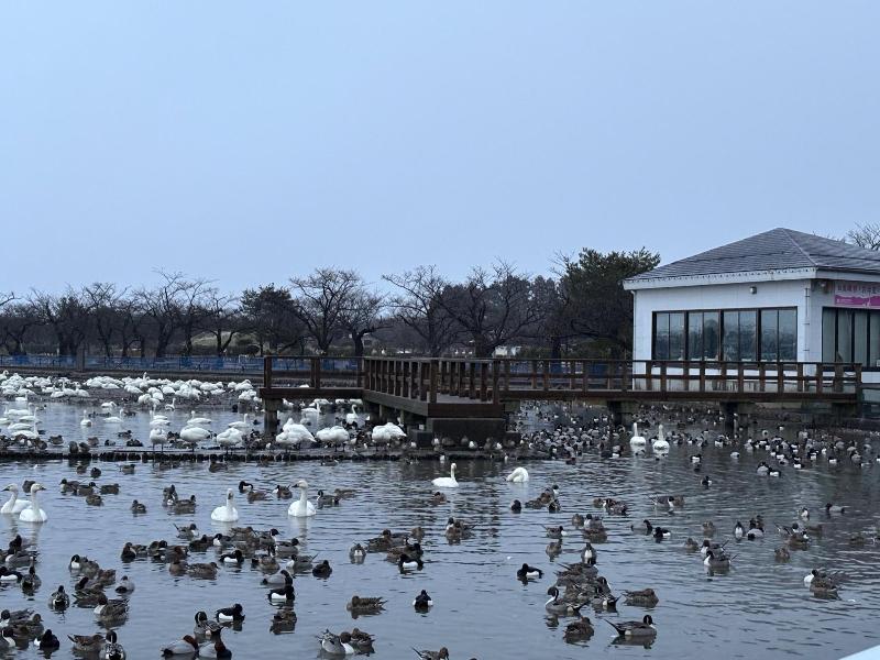 瓢湖ハクチョウ20250307-1