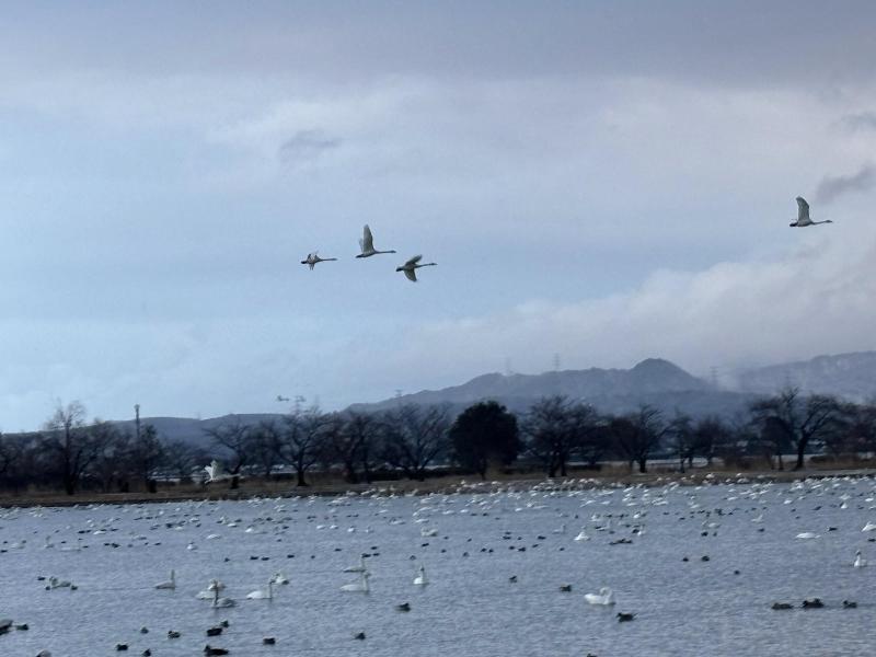 瓢湖ハクチョウ20250307-2