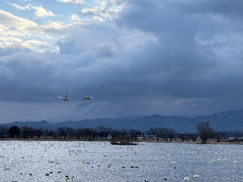 瓢湖ハクチョウ20250307-4