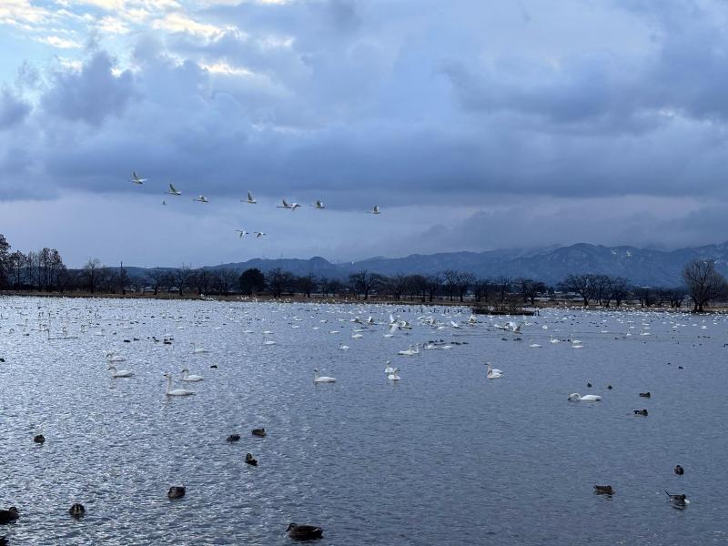 瓢湖ハクチョウ020250307-5