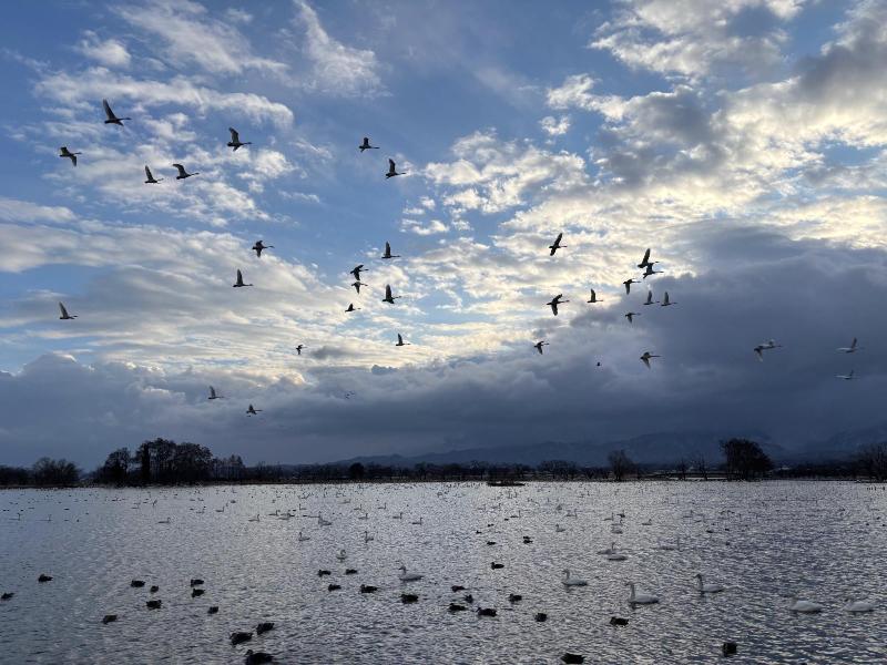 瓢湖ハクチョウ20250307-6