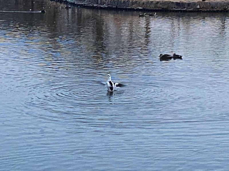 瓢湖ミコアイサ20250314