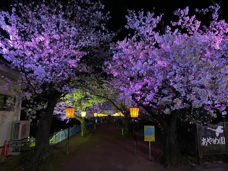 瓢湖　桜ライトアップ