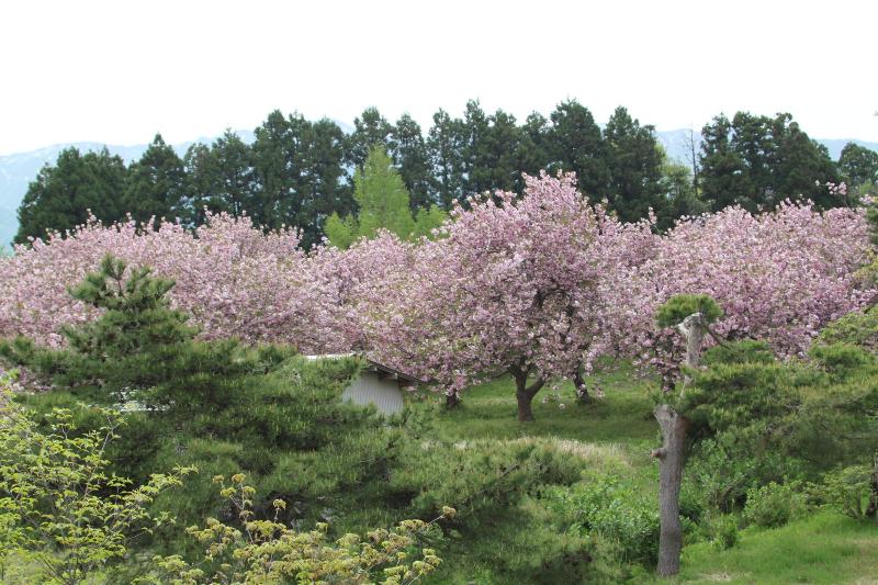 瓢湖ヤエザクラ20250428-3