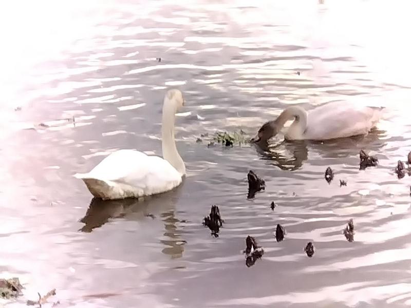 R071017瓢湖白鳥-03