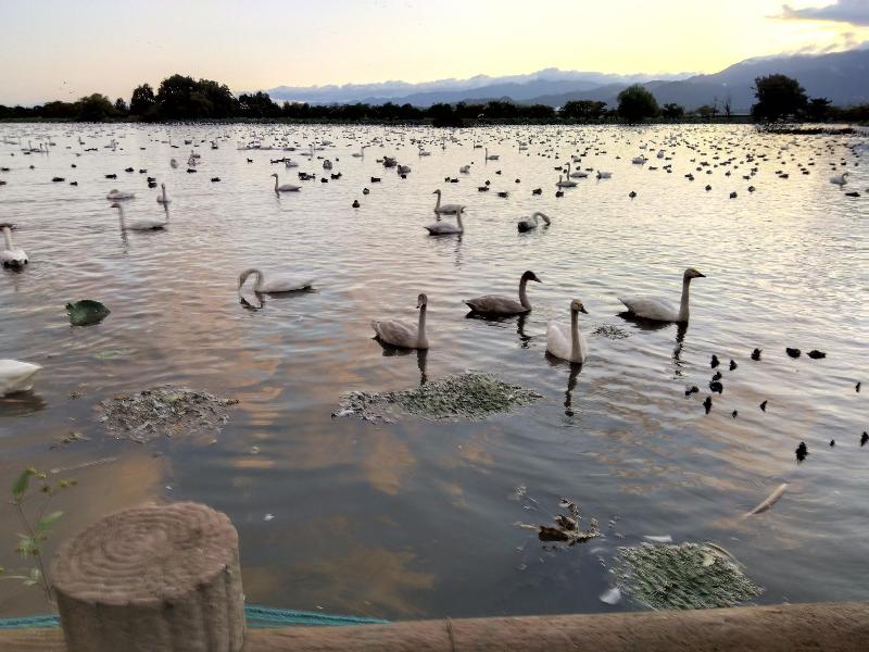 R071017瓢湖白鳥-04